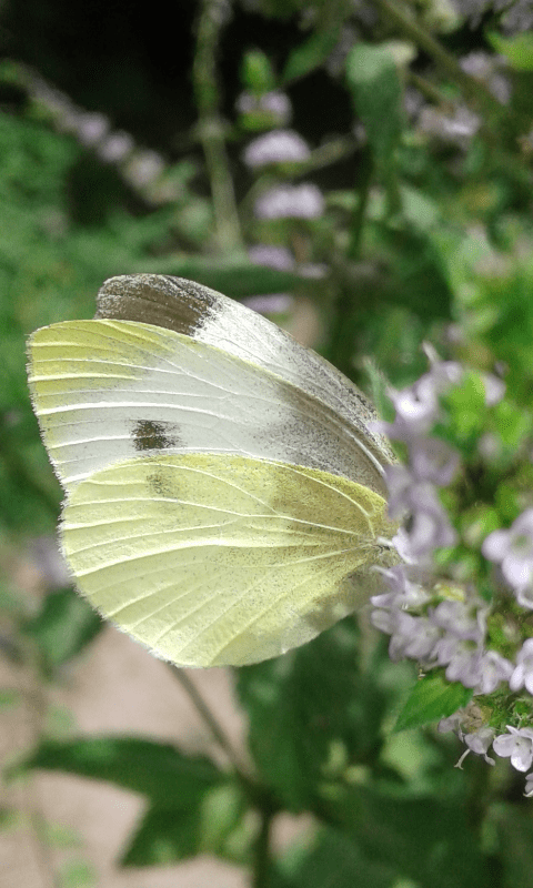 Pieris mannii (Pieridae)? - S